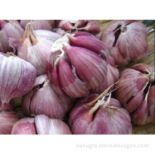 Provides The Best Quality Purple Garlic